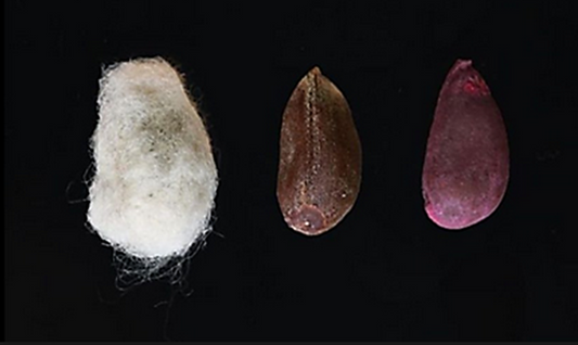 Awareness of Process and Access: It starts with a seed